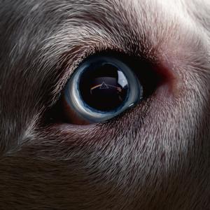 Waters, Roger - Dark Side Of The Moon Redux [Vinyl]