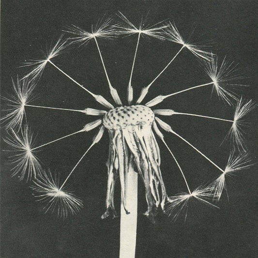 Funke, Maxine - Home Fi [Vinyl]