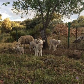 Foster, Josephine - No Harm Done [Vinyl]