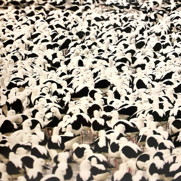 Donnelly, Stella - Flood [Vinyl]