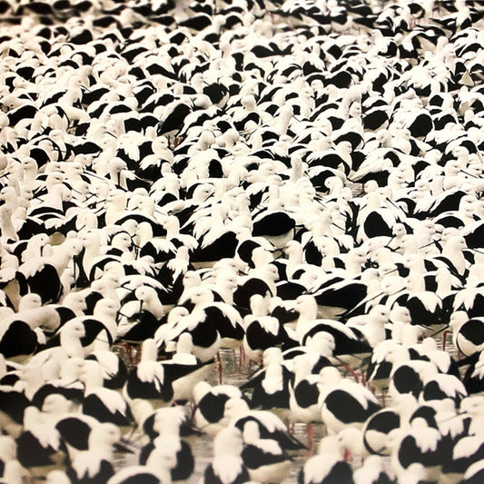 Donnelly, Stella - Flood [Vinyl]