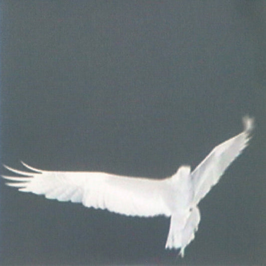 Bardo Pond - Adrop / Circuit Viii [Vinyl] [Second Hand]